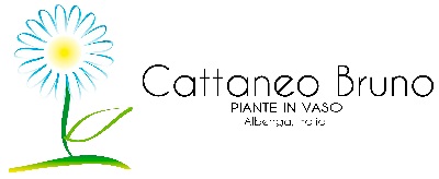Cattaneo Bruno